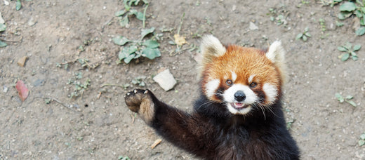 A red panda standing on its hind legs with its paw raised as if waving.