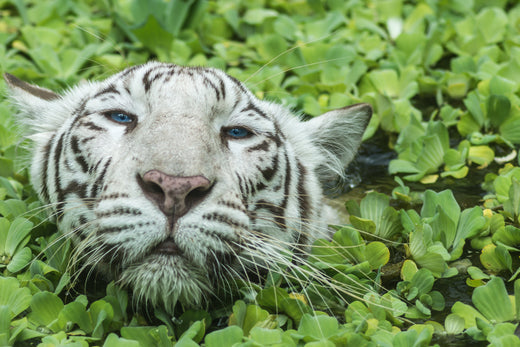 relaxed looking white tiger in the water with only its head visible amidst floating green plants